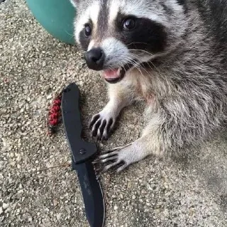 Sticker Еноты - 5