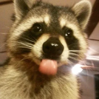 Sticker Еноты - 11