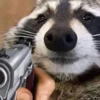 Sticker Еноты - 0