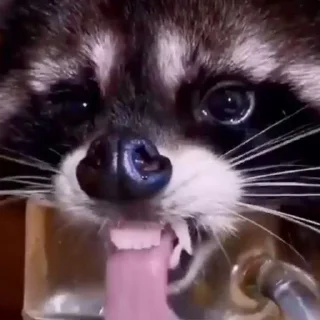 Sticker Еноты - 7