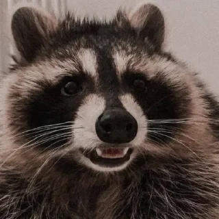 Sticker Еноты - 2