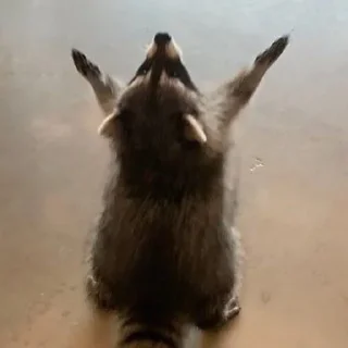 Sticker Еноты - 8