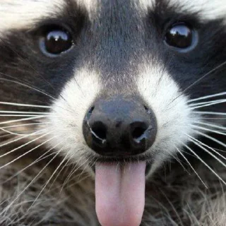 Sticker Еноты - 9