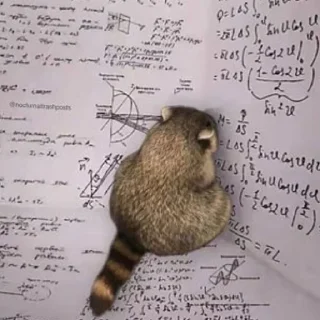 Sticker Еноты - 3