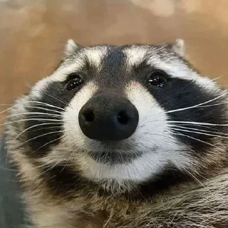 Sticker Еноты - 1