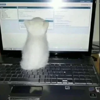 Стикер Больше стикеров: @sticerru - 2