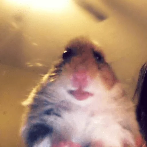animal mammal hamster