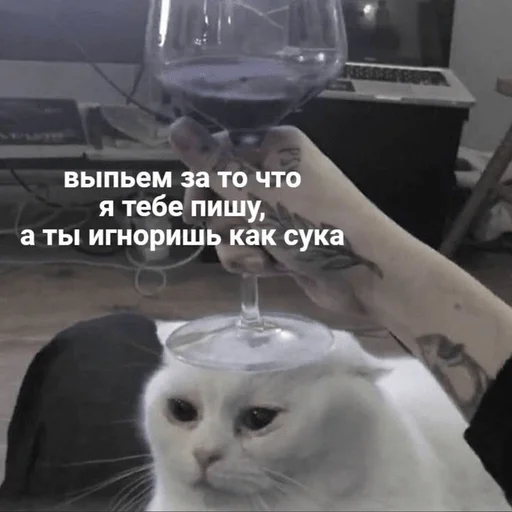 small to medium-sized cats text mammal