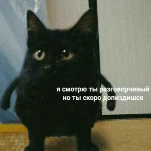 animal cat small to medium-sized cats