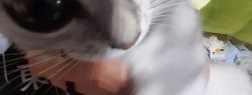 животное кошки малого и среднего размера млекопитающее