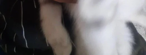 млекопитающее чёрный Человек