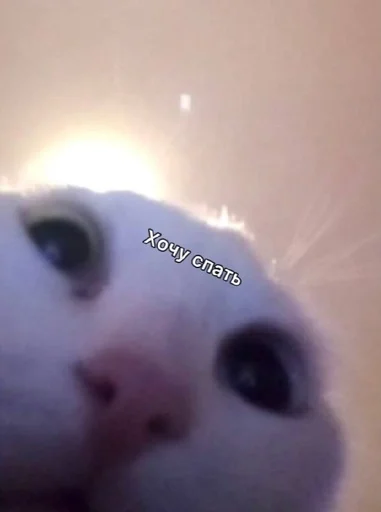 млекопитающее животное кошки малого и среднего размера