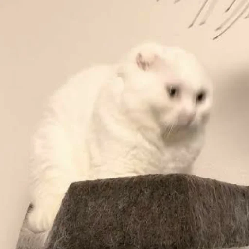 млекопитающее животное кошки малого и среднего размера