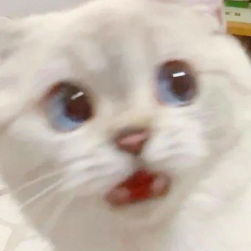 млекопитающее животное кошка