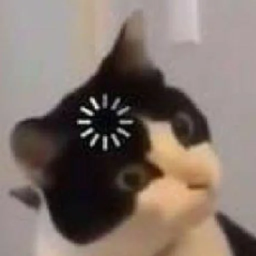 кошки малого и среднего размера кошка домашняя кошка