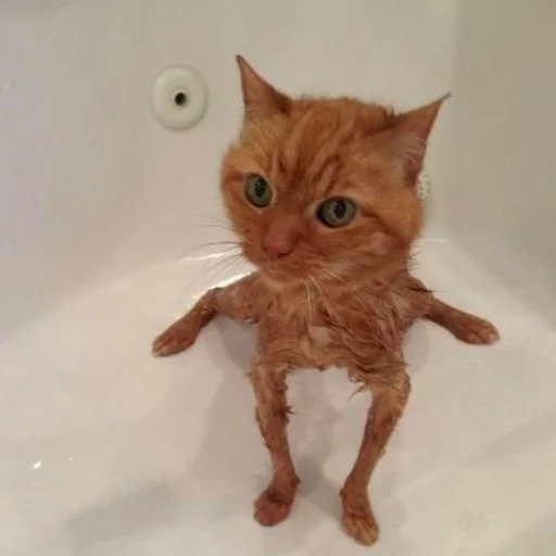 кошки малого и среднего размера комнатный кошка