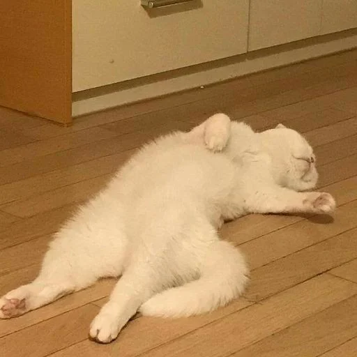 этаж комнатный животное