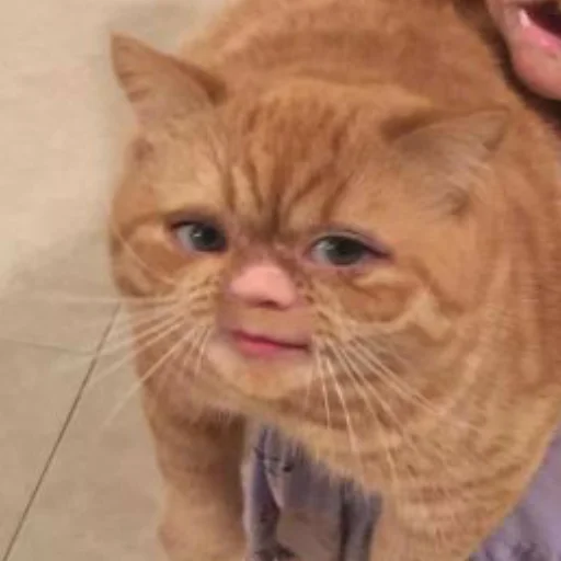 животное млекопитающее кошка