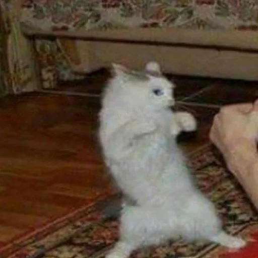 млекопитающее животное комнатный