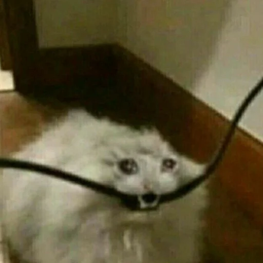 комнатный млекопитающее животное