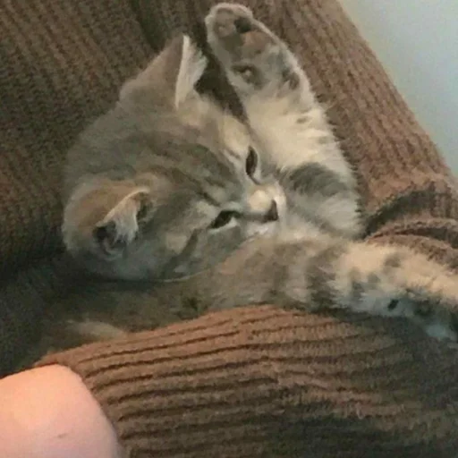 животное млекопитающее кошачьи