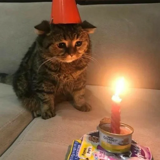 свеча кошка комнатный