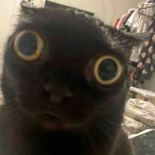 животное кошки малого и среднего размера кошка