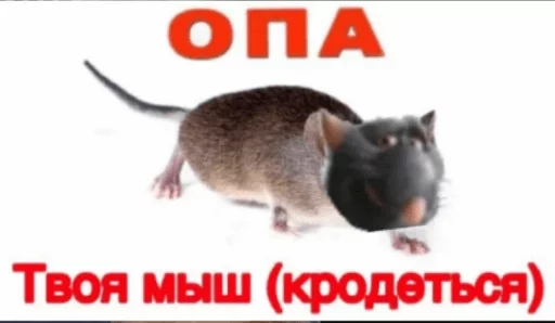 млекопитающее грызун животное