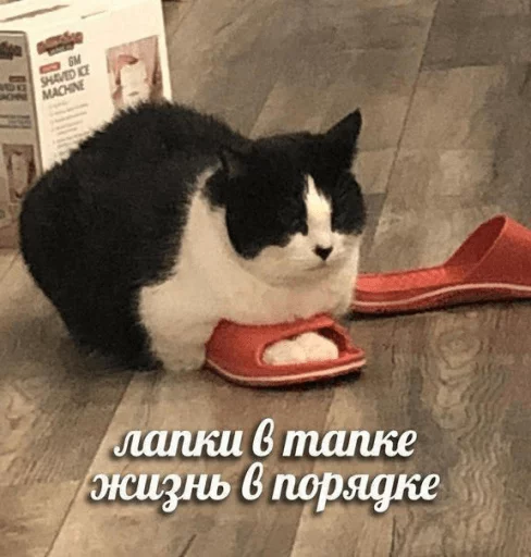 кошка животное кошки малого и среднего размера