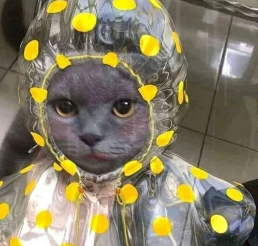 кошка жёлтый животное