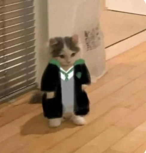 млекопитающее комнатный мех