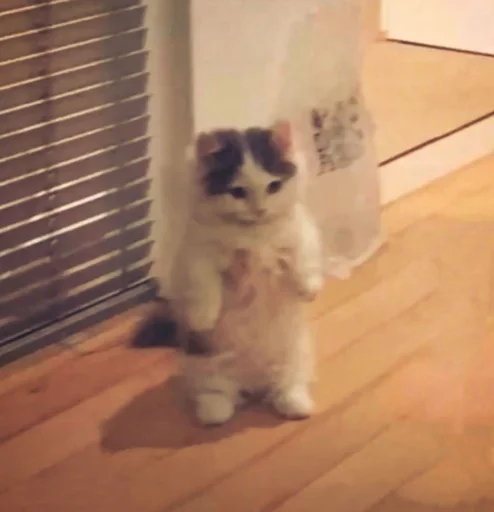 комнатный кошки малого и среднего размера кошачьи