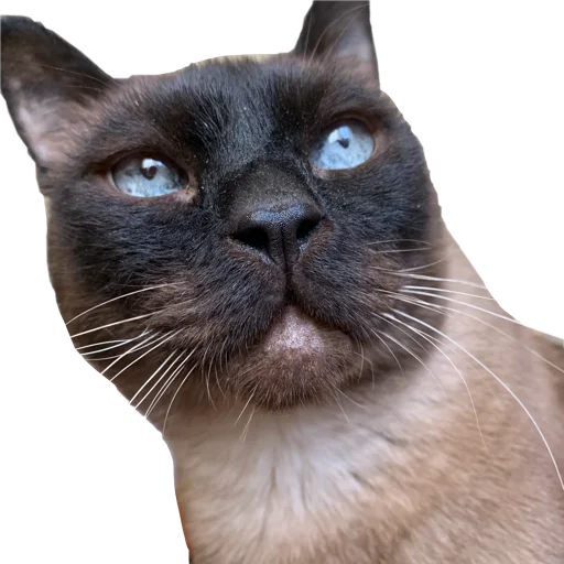 животное млекопитающее кошка