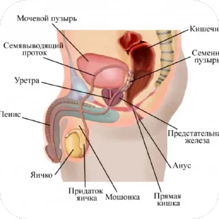 Стикер Ева селфи - 2