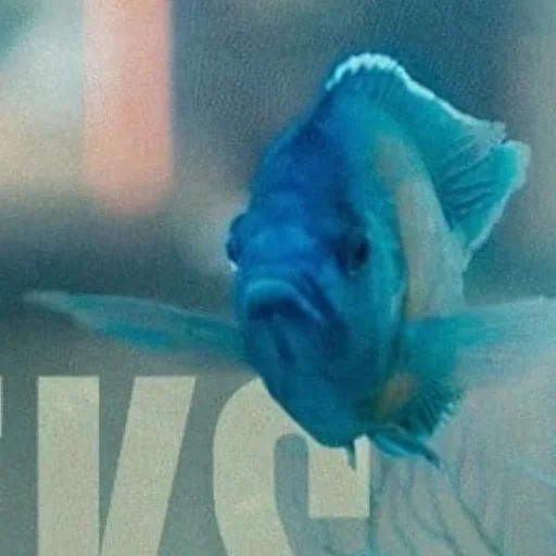 животное рыба плавник