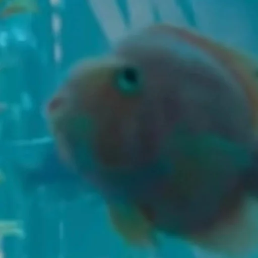 Вода животное подводный