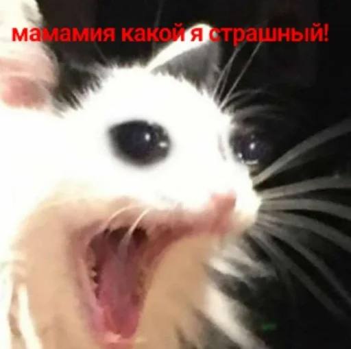 Sticker EverTalcCysts :: @fStikBot - 4