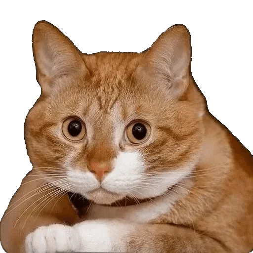 животное млекопитающее кошка