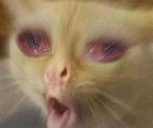 млекопитающее животное кошка