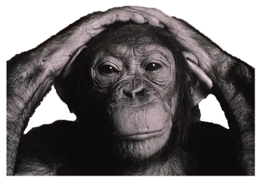 животное млекопитающее примат