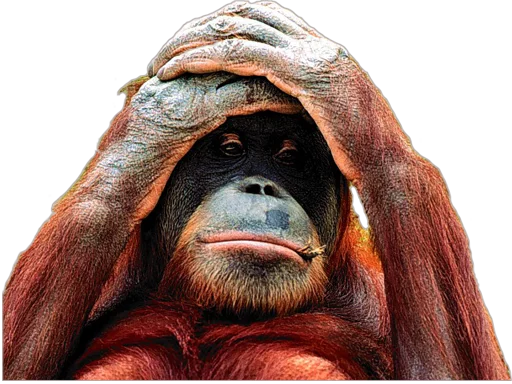 млекопитающее животное примат