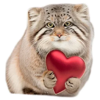 Стикер Everyday Manul @animalplantspb - 8