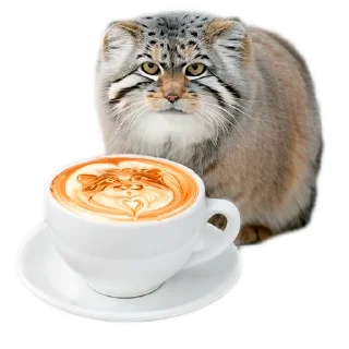 Стикер Everyday Manul @animalplantspb - 1