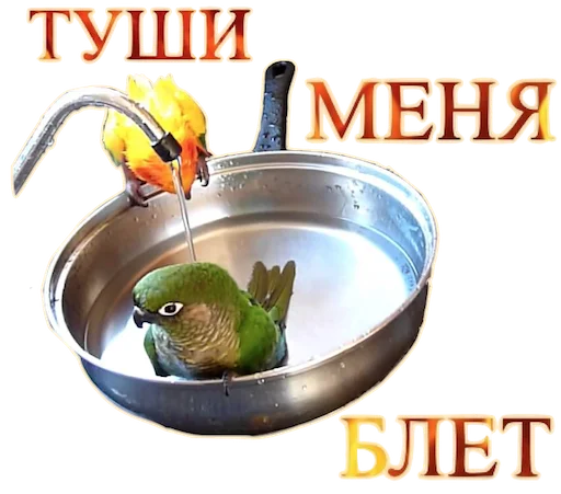 Sticker Попуги Дьявола @tvr_book - 11