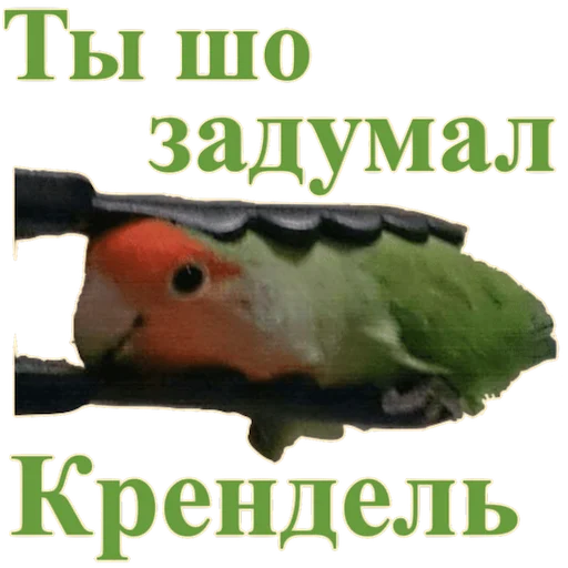 Sticker Попуги Дьявола @tvr_book - 10