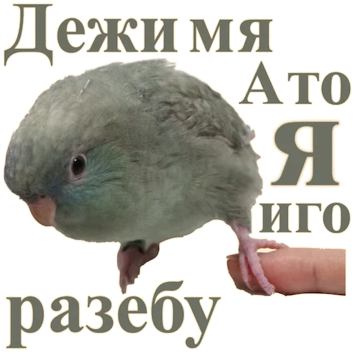 Sticker Попуги Дьявола @tvr_book - 9