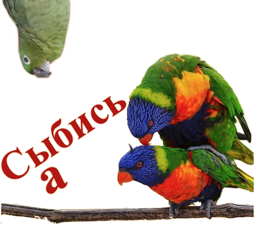 Sticker Попуги Дьявола @tvr_book - 7