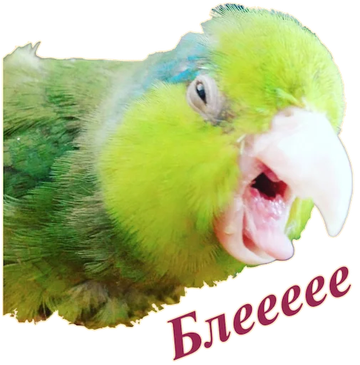 Sticker Попуги Дьявола @tvr_book - 3