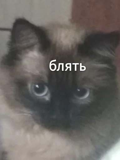 Sticker Evus_by_fStikBot - 1