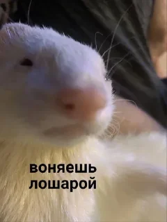 Sticker Больше стиков тут: @stikery4 - 7